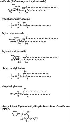 Possible Therapeutic Application of Targeting Type II Natural Killer T Cell-Mediated Suppression of Tumor Immunity